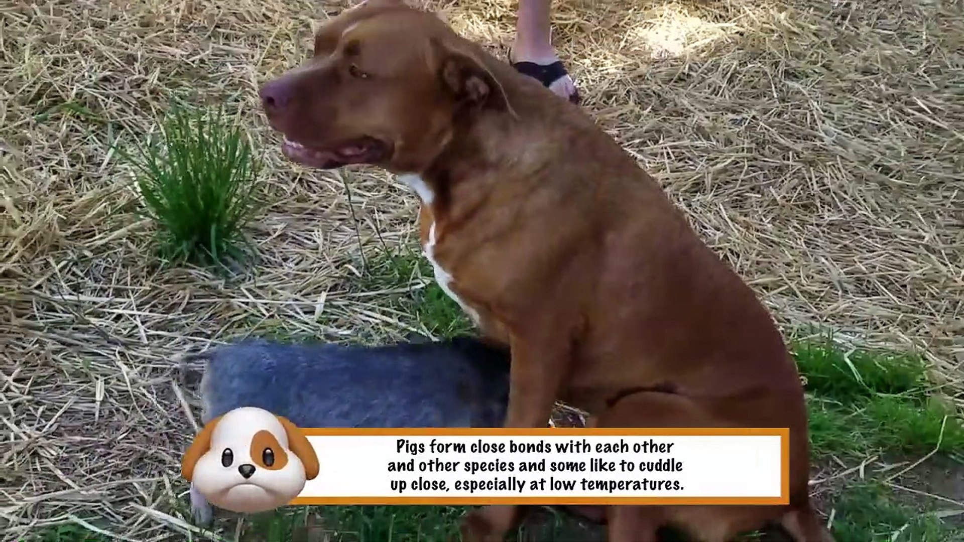 ⁣Funniest Pets & Animals of the Week | Funny Pet Videos