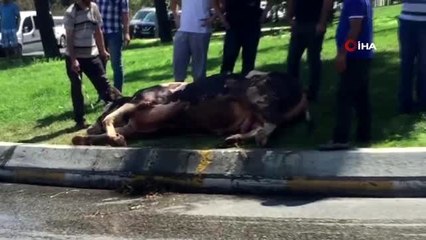 Kapalı kasada taşınarak havasız kalan kurbanlık 'telef olmasın' diye cadde ortasında kesildi