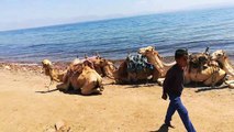 Camel Crush On Female Tourist  Beach View Trip