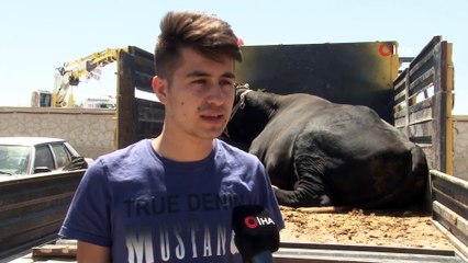 Konya’da kurban pazarının en büyüğü 2 tonluk 'Siyah inci'