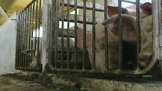 La ONU propone reducir el consumo de carne para frenar el cambio climático