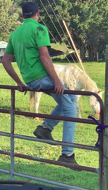 Human Helps Tangled Up Horse