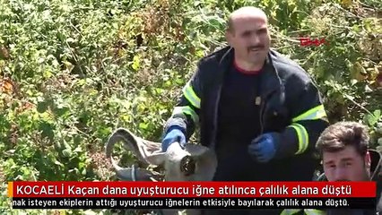 KOCAELİ Kaçan dana uyuşturucu iğne atılınca çalılık alana düştü