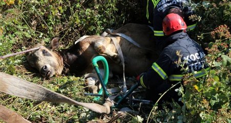 7 saat süren kaçak kurbanlık kovalamacası, hayvanın bayılmasıyla son buldu