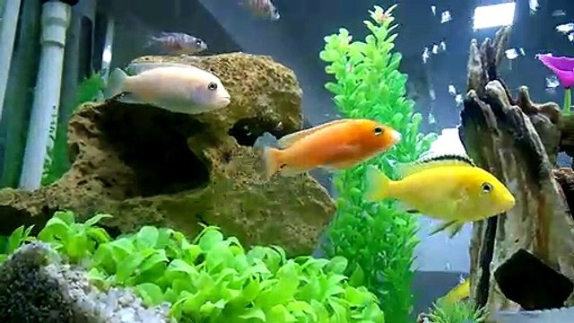 Wow this is beautiful Cichlid Fishes