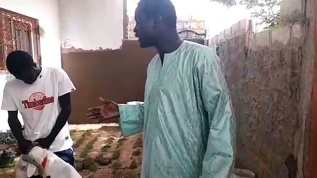 Moutons tabaski au talibés