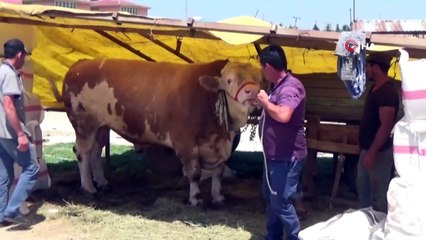 İnegöl'de 1,5 tonluk tosun 29 bin TL'ye satıldı