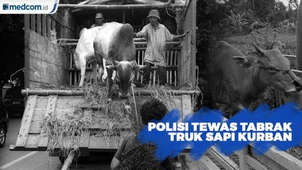 Polisi Tewas Tabrak Truk Sapi Kurban