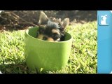 Yorkie Puppies in Teacups