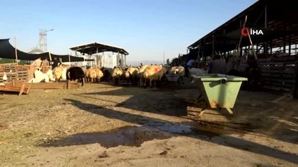 Bingöl'de kurban pazarı ve çarşıda son gün yoğunluğu