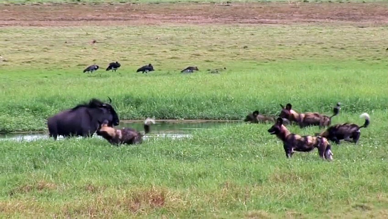 Cães selvagens atacam antilope o ñus