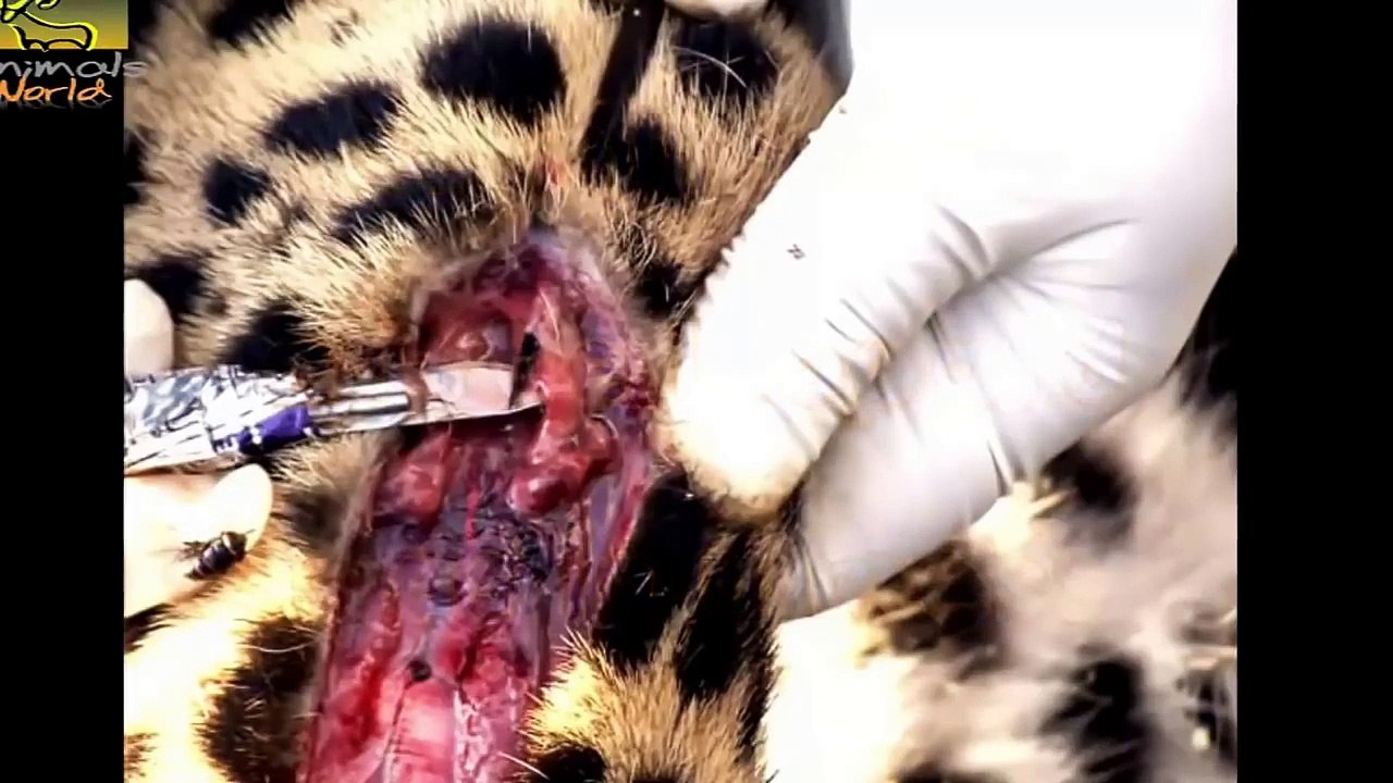 Wild animals fight to death - CRAZIEST Animal Fights Caught - Python , Leopard , Porcupine