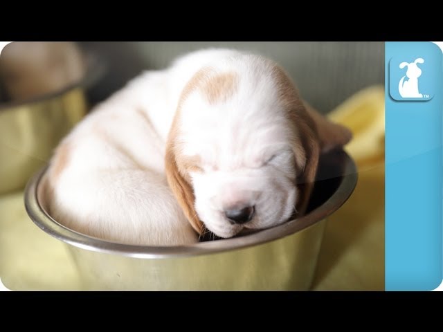 Puppy Bowl – Puppies in bowls