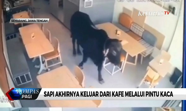 Aneka Ulah Sapi Kurban Jelang Idul Adha, dari Masuk Kafe Hingga Terjun ke Sungai