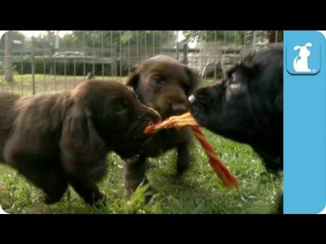 Adorable Field Spaniel Puppies – Puppy Love