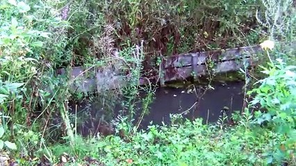 Petits ombres arctiques du 11 août 2019 qui ont bien grandi