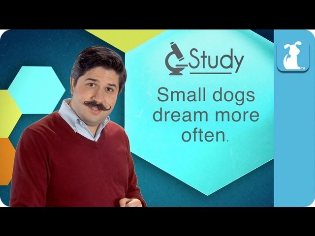 Do Dogs Dream – Pet Lab