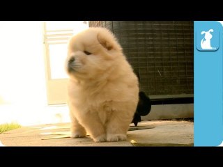 Award Chow - Red Carpet - Oscars 2013 - Chow Chow Puppy - Puppy Love