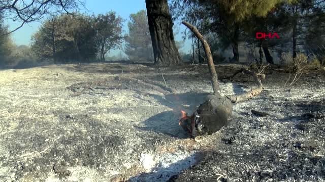 ÇANAKKALE GELİBOLU'DA ORMAN YANGINI-12