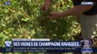 À un mois des vendanges, la pluie et la grêle ont ravagé des vignes de champagne