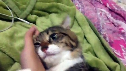 Ce chat adorable ne veut plus lâcher la main de son maître