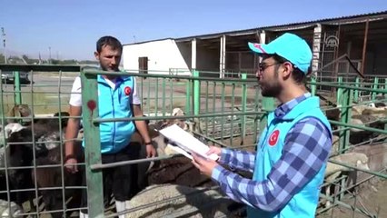 TDV, Kırgızistan'da 700 kurban kesti