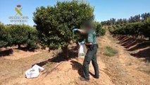 La Guardia Civil investiga a una persona en Huelvapor cultivar un tipo de mandarinas y no poseer l