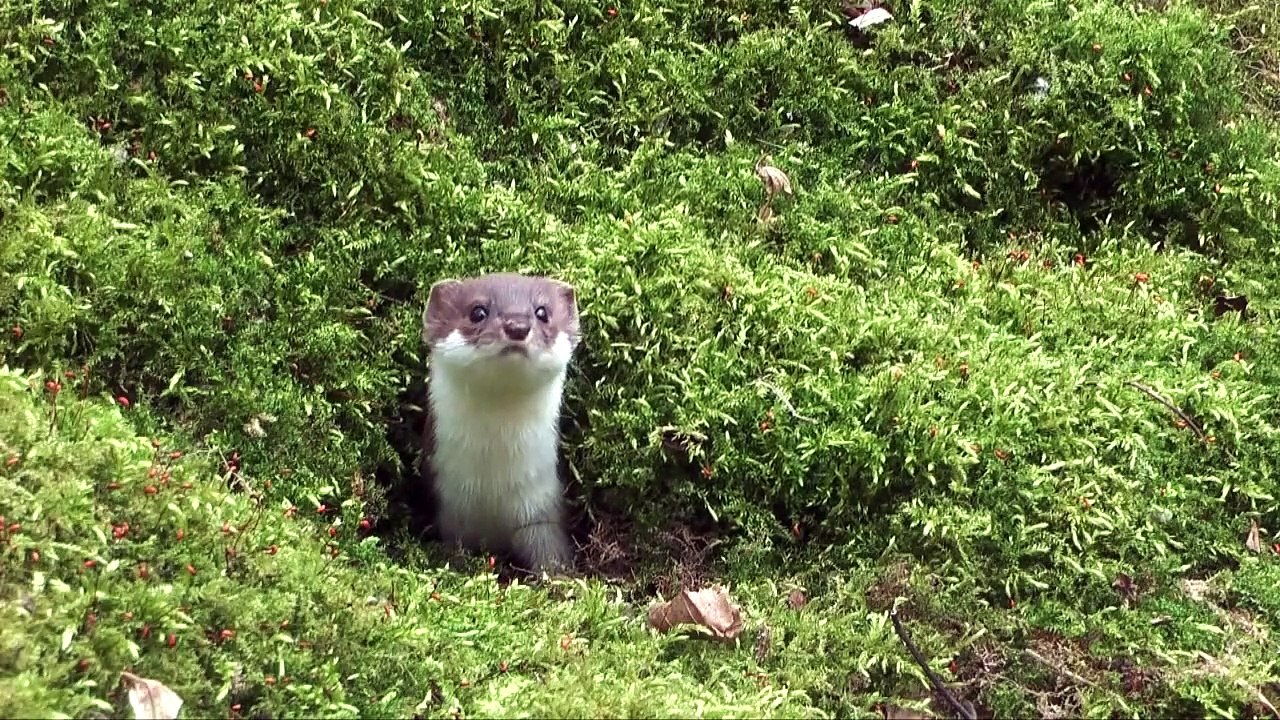 Wezel, Weasel, Belette, Mauswiesel, Mustela nivalis.