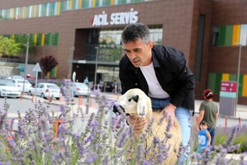 Sahibinin elinden kaçtı, soluğu acil serviste aldı