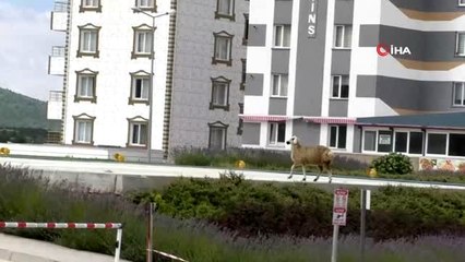 Sahibinin elinden kaçan koyun soluğu acil serviste aldı