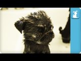 80 Seconds Of Precious Pug Puppies In A Tub