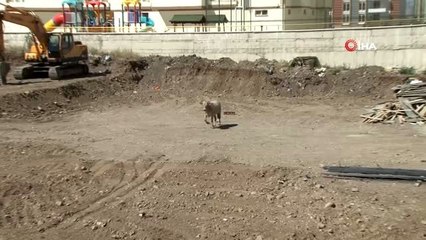 Kaçan kurbanlık boğa sahiplerini 20 kilometre peşinde koşturdu