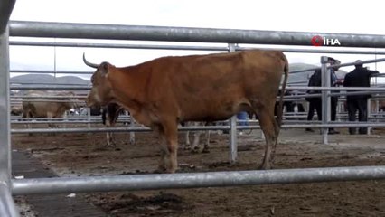 Ardahan'da bıçakçıların yoğun mesaisi