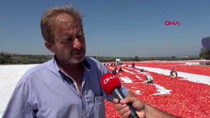 MANİSA'DA KURUTMALIK DOMATESLER İHRACATA HAZIRLANIYOR-2