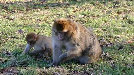 Barbary+Macaque+Monkeys+Barbary+Macaque+Ape+No+Copyright+Video