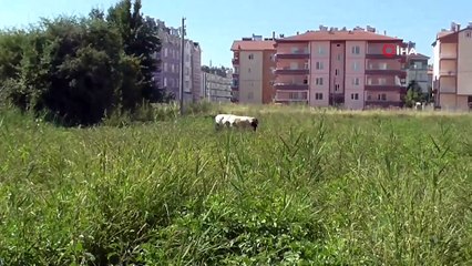 Konya’da kaçan boğa güçlükle yakalanabildi