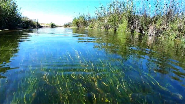 Rencontre Syngnathe des lagunes