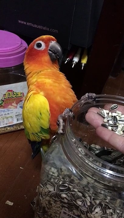 Birdseed Makes Me Happy