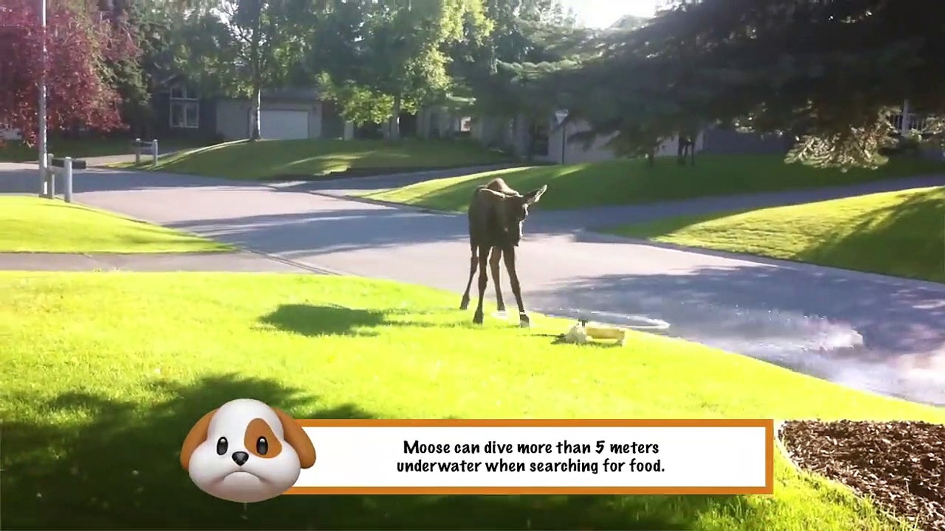 ⁣Funniest Pets & Animals of the Week | Funny Pet Videos