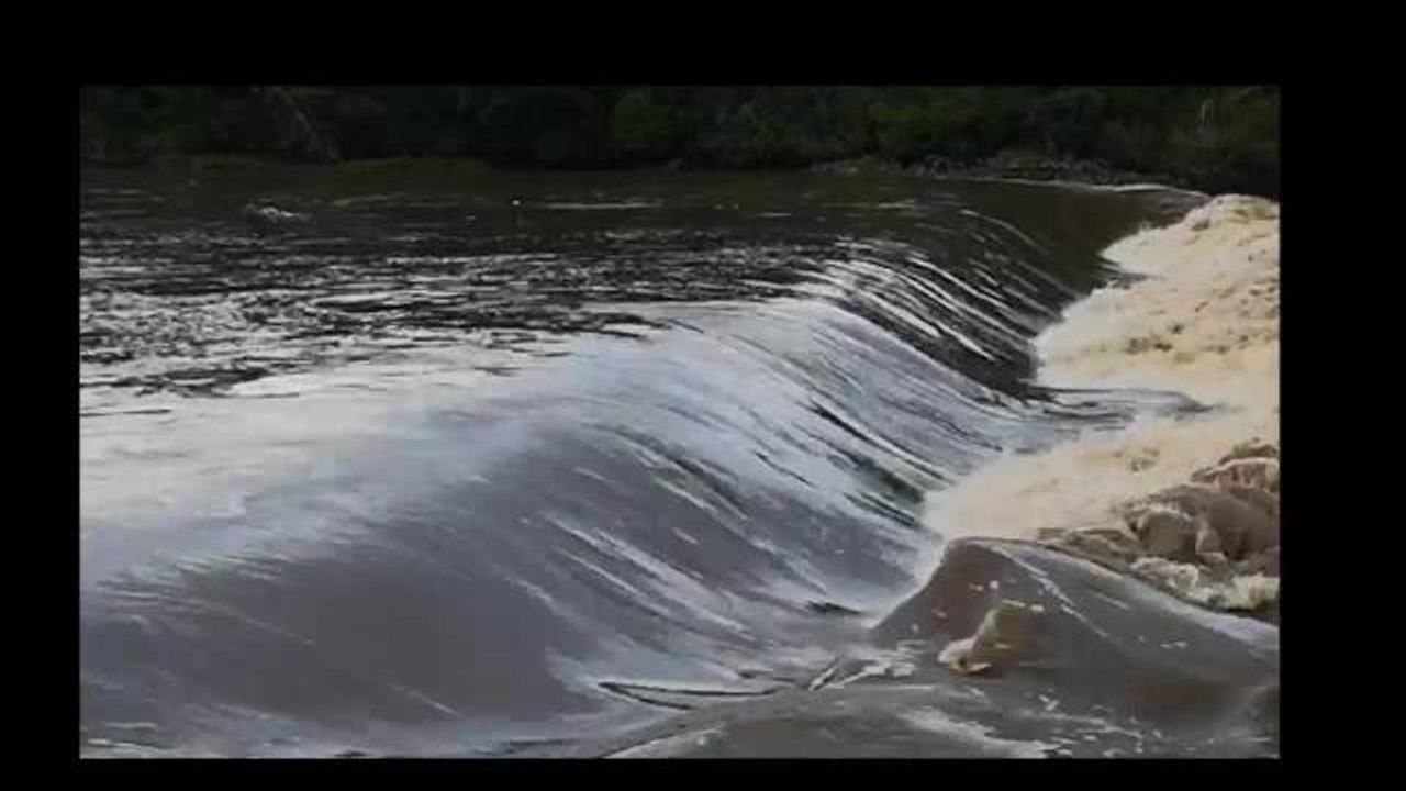 Ducks battling the flood water at the weir along The Braid between Warkworth and Amble