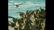 Bird Vs Shark - BBC Documentary