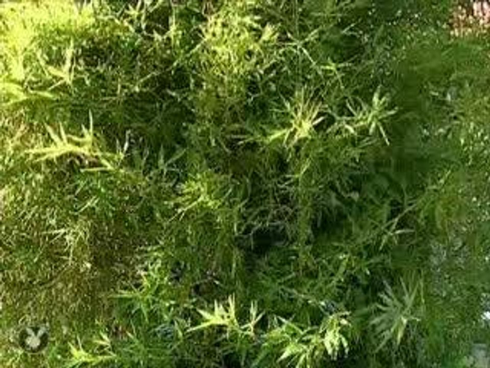 Samedi Soir En Direct -Camera Cachee(1)