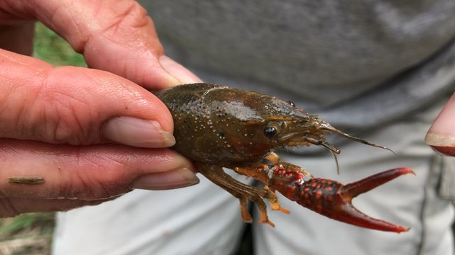 Fontenay-le-Comte. Marais Poitevin. L’écrevisse appâte les touristes
