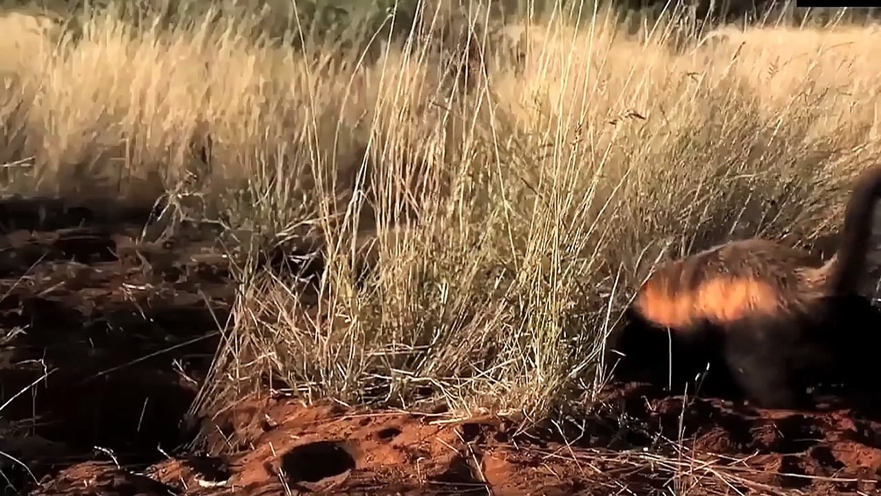 Honey Badger Narrates- The Crazy Nastyass Honey Badger Still At It