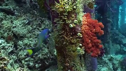 Observer l’infiniment petit