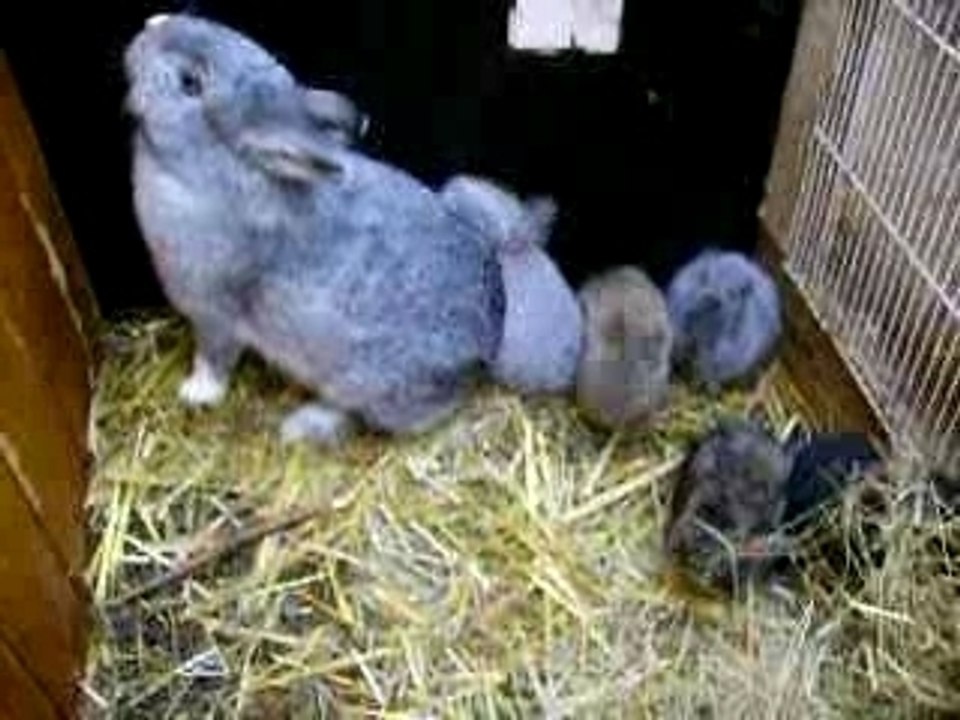tipiak et ses 5 bebes