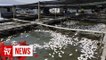 Teluk Bahang fish death due to lack of oxygen, water contaminated with heavy metals