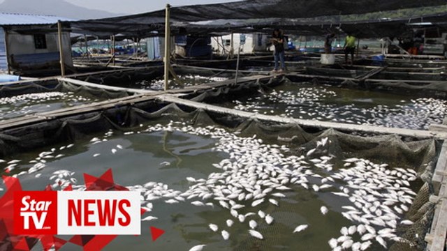 Teluk Bahang fish death due to lack of oxygen, water contaminated with heavy metals