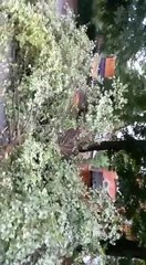 James Allison - Chapel Allerton tree