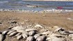 BURSA Boğazköy Barajı'nda kıyıya vuran ölü balıklar tedirgin etti
